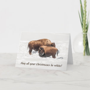 Young Buffalo or Bison with Parent Card