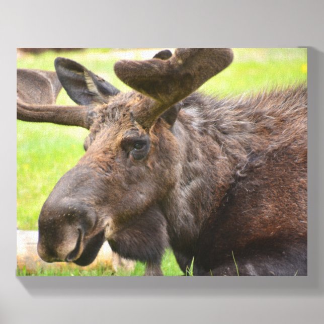 Young Bull Moose Canvas Photo Tile (Front Set)