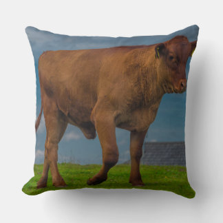 Young bull photo pillow