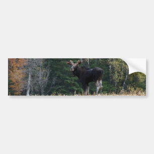 Young   bumper sticker