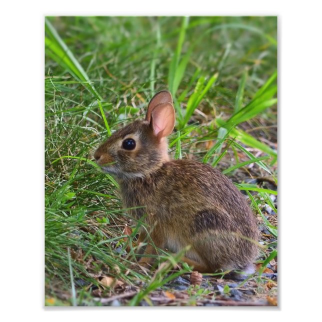 Young Bunny Photo Print (Front)