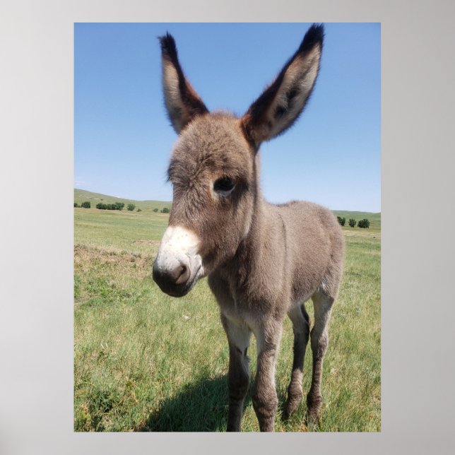 Young Burro, Custer State Park, South Dakota Poster (Front)