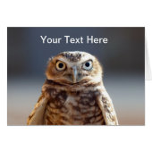 Young Burrowing Owl (Front Horizontal)