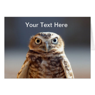 Young Burrowing Owl Cards
