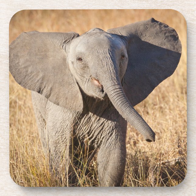 Young Bush Elephant Beverage Coaster (Front)