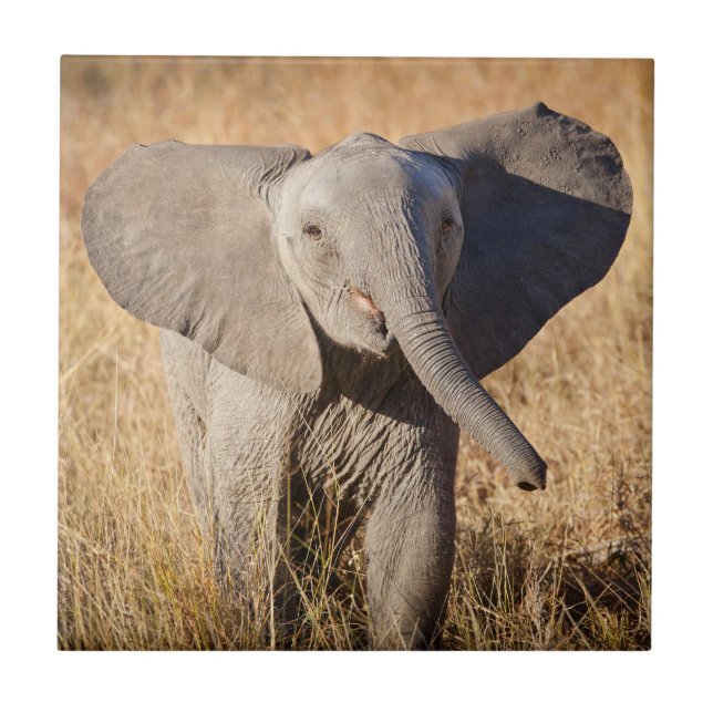 Young Bush Elephant Ceramic Tile (Front)