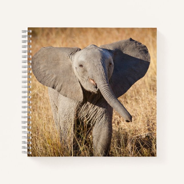 Young Bush Elephant Notebook (Front)
