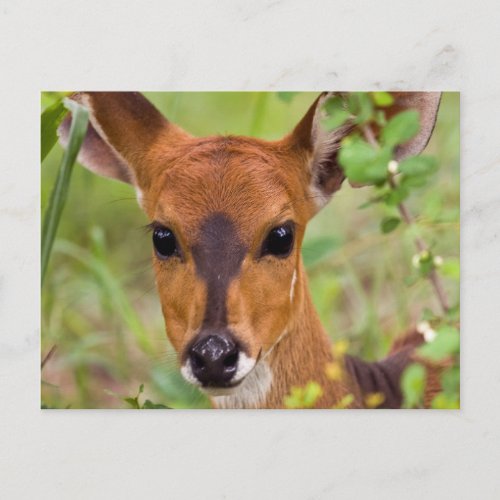 Young Bushbuck Ewe Kruger National Park Postcard