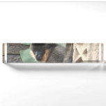 Young Capuchin Monkey Name Plate