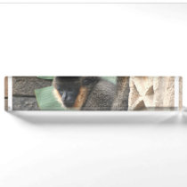 Young Capuchin Monkey Name Plate