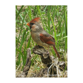 Young Cardinal Acrylic Print