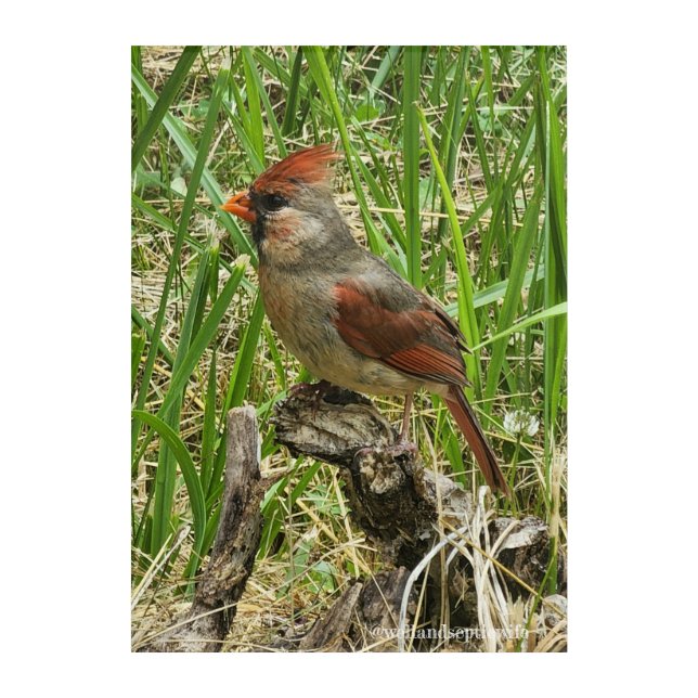 Young Cardinal Acrylic Print (Front)
