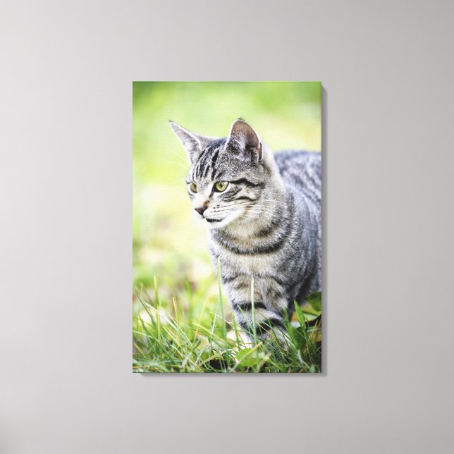 Young cat in nature canvas print (Front)