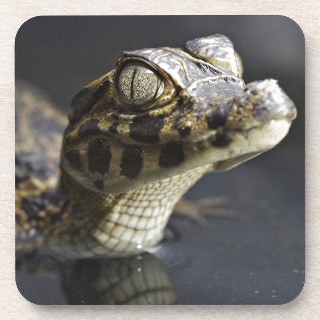 Young cayman in water with reflection beverage coaster (Front)
