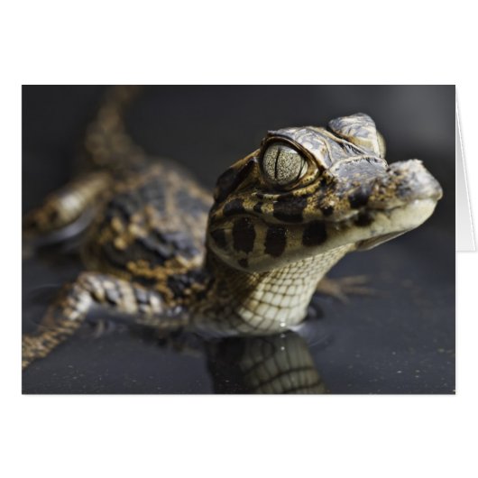 Young cayman in water with reflection cards (Front Horizontal)