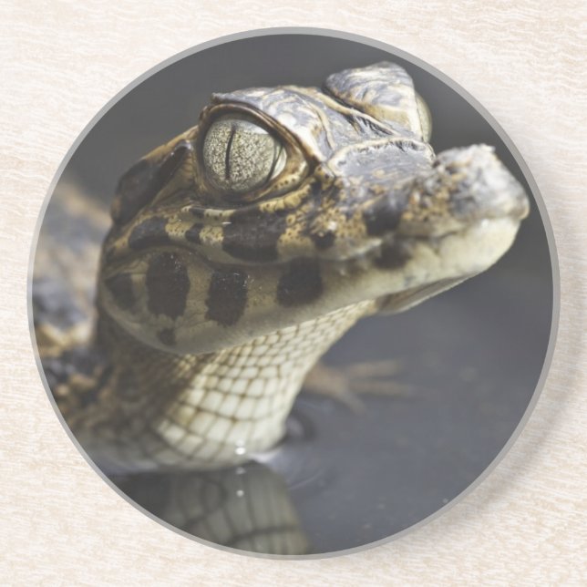 Young cayman in water with reflection drink coaster (Front)