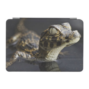 Young cayman in water with reflection iPad mini cover