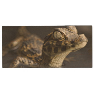 Young cayman in water with reflection wood flash drive
