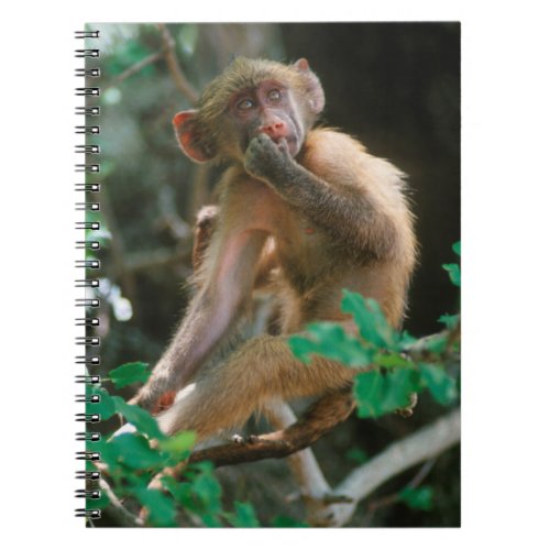 Young Chacma Baboon Papio Ursinus Sitting Notebook