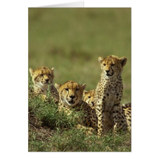Young Cheetah Group Cards (Front)