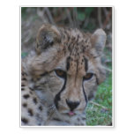 Young Cheetah Temporary Tattoos