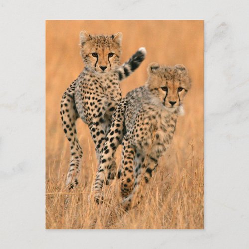 Young Cheetahs Acinonyx Jubatus Running Postcard
