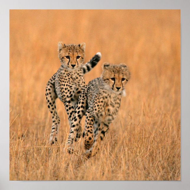Young Cheetahs (Acinonyx Jubatus) Running Poster (Front)