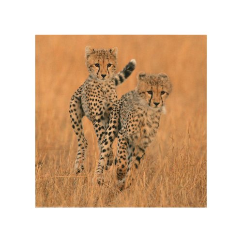 Young Cheetahs Acinonyx Jubatus Running Wood Wall Decor