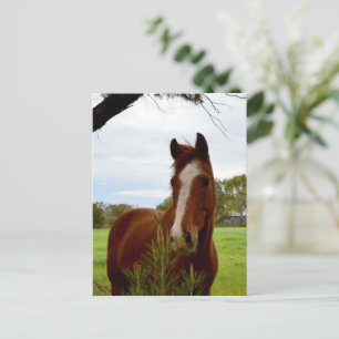 Young Chestnut Horse Sniffing A Banksia Bush, Postcard