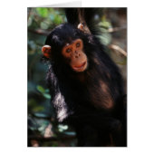 Young Chimpanzee (Front)