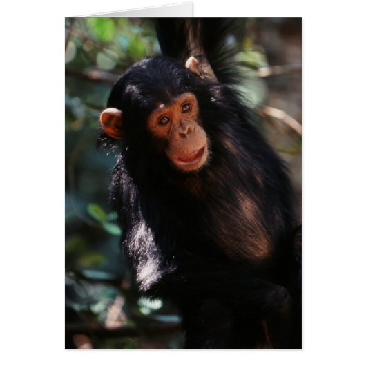Young Chimpanzee Cards (Front)