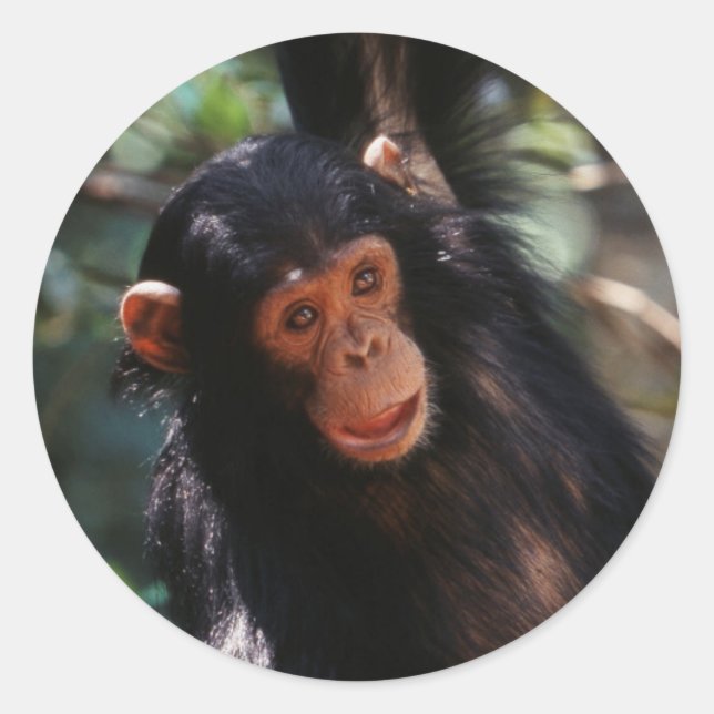 Young Chimpanzee Classic Round Sticker (Front)