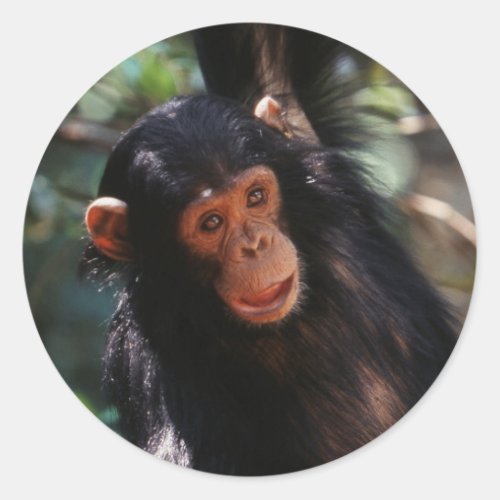 Young Chimpanzee hanging at forest Classic Round Sticker