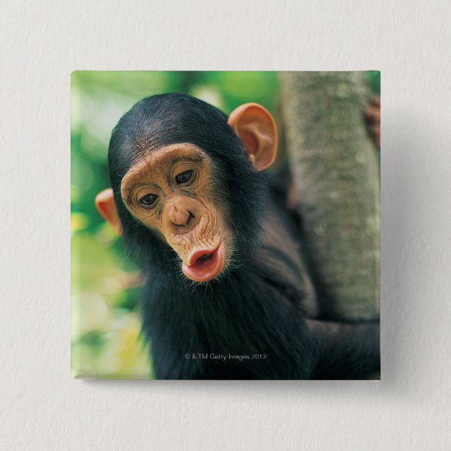 Young Chimpanzee (Pan troglodytes) Button (Front)