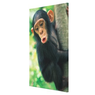 Young Chimpanzee (Pan troglodytes) Canvas Print