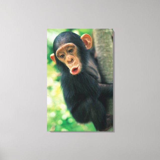Young Chimpanzee (Pan troglodytes) Canvas Print (Front)