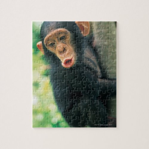 Young Chimpanzee Pan troglodytes Jigsaw Puzzle
