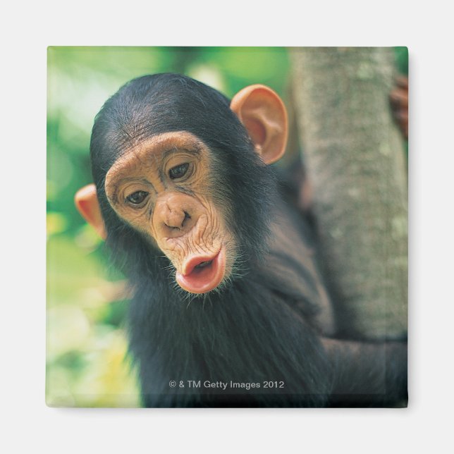 Young Chimpanzee (Pan troglodytes) Magnet (Front)
