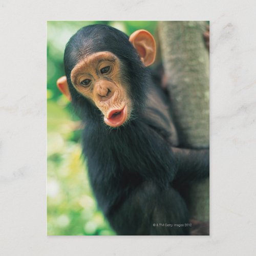 Young Chimpanzee Pan troglodytes Postcard