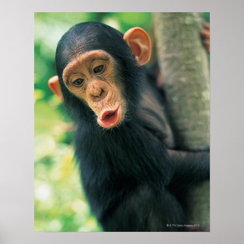 Young Chimpanzee Pan troglodytes Poster