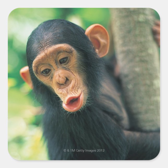 Young Chimpanzee (Pan troglodytes) Square Sticker (Front)