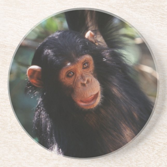 Young Chimpanzee Sandstone Coaster (Front)