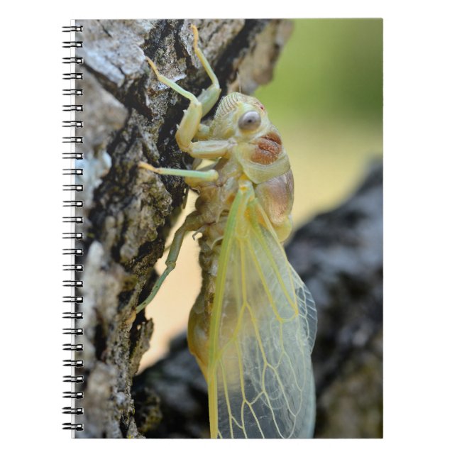 Young cicada on branch holiday postcard poster notebook (Front)