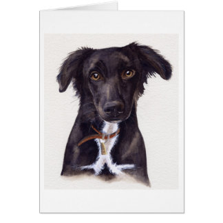 Young Collie Dog Painted in Watercolour Cards