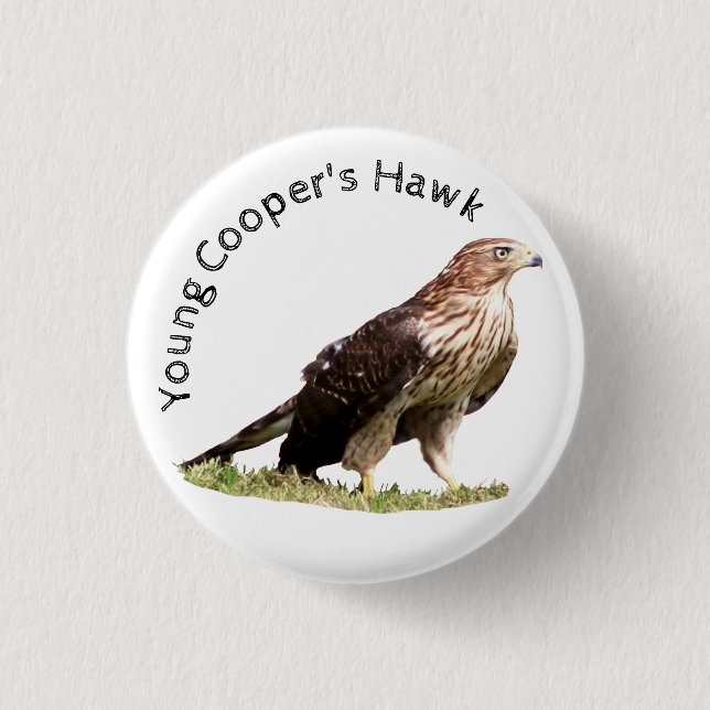 Young Cooper's Hawk Button (Front)