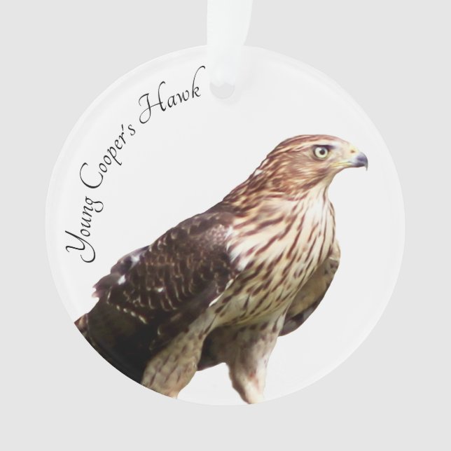 Young Cooper's Hawk Ornament (Front)