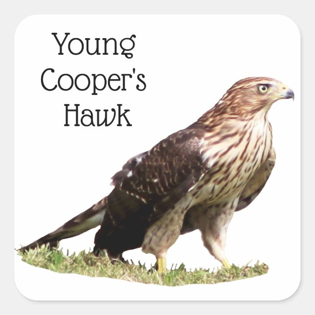 Young Cooper's Hawk Square Sticker (Front)