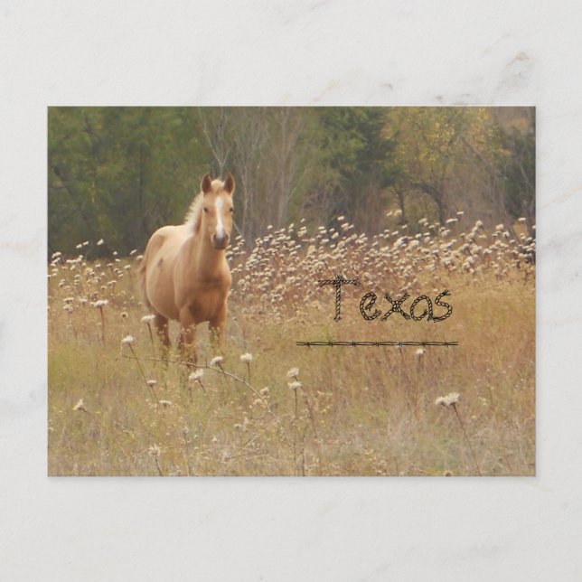 Young Country Horse Texas Postcard (Front)