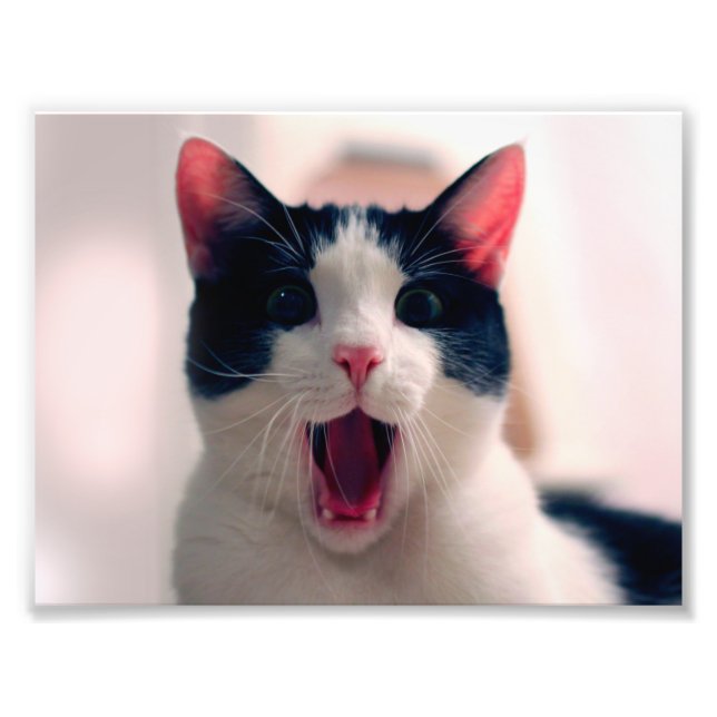 Young crazy surprised cat make big eyes photo print (Front)