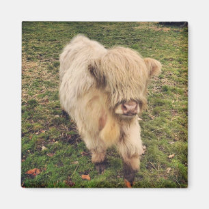 Young cream color highland cattle calf magnet